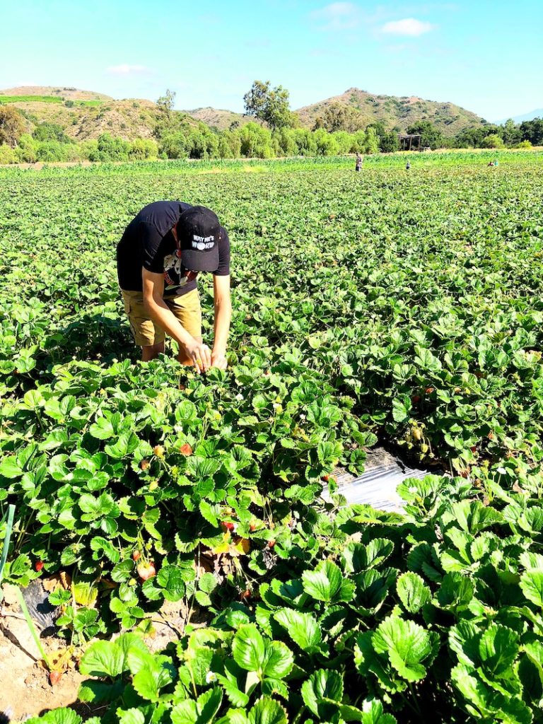 Strawberry Picking in San Clemente at South Coast Farms - livingmividaloca.com