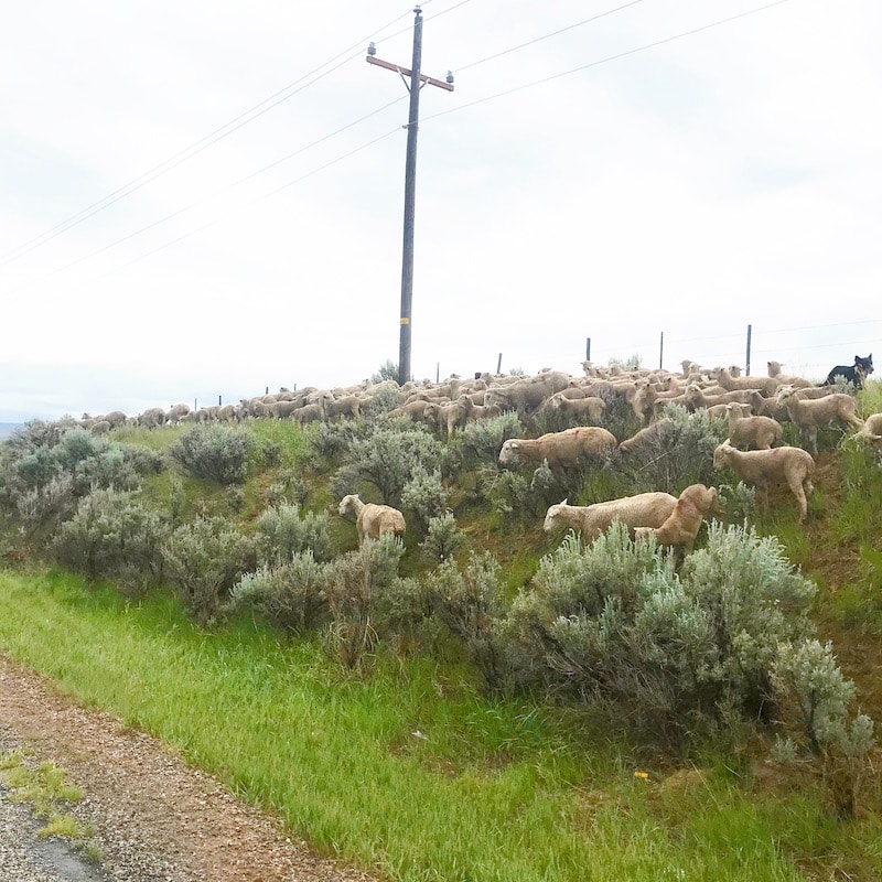 Road trip to Yellowstone with kids and car camping along the way - livingmividaloca.com