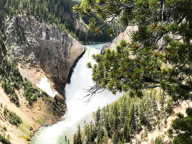 Road trip to see North Rim Drive at Yellowstone with kids and car camping along the way - livingmividaloca.com