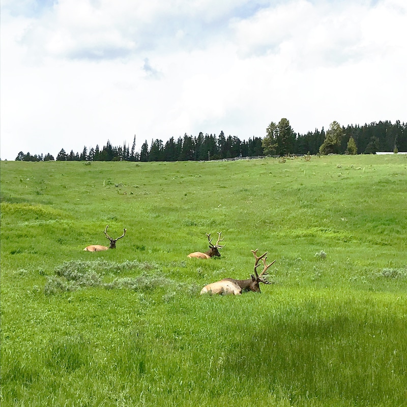 Road trip to see Yellowstone with kids and car camping along the way - livingmividaloca.com