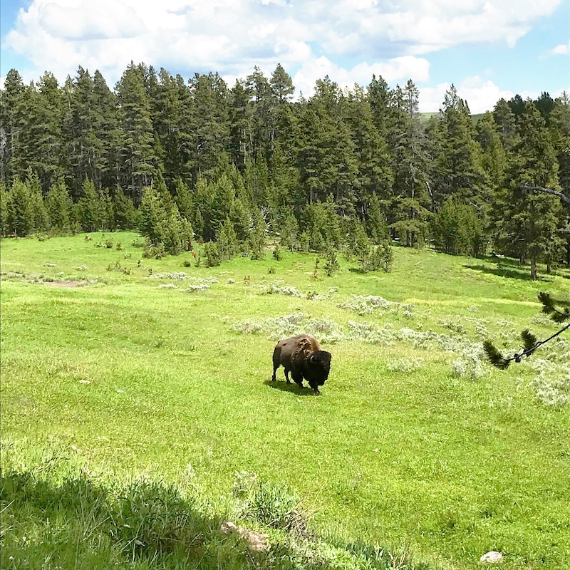 Bison at Yellowstone with kids and car camping along the way - livingmividaloca.com