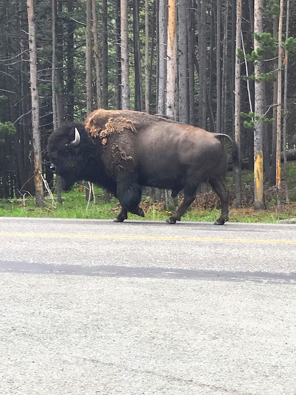 Road trip to Yellowstone with kids and car camping along the way - livingmividaloca.com