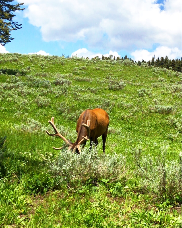 Road trip to Yellowstone with kids and car camping along the way - livingmividaloca.com