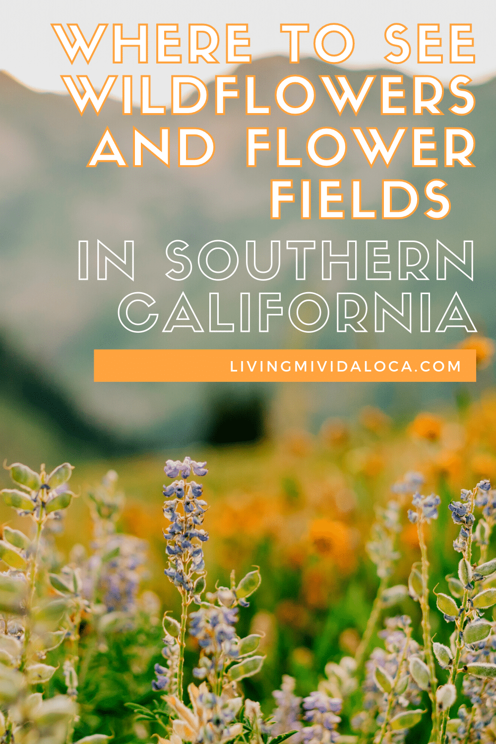 Where to see wildflowers and flower fields in Southern California - livingmividaloca.com