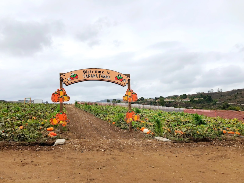 Tanaka Farms pumpkin patch in Irvine California - livingmividaloca.com