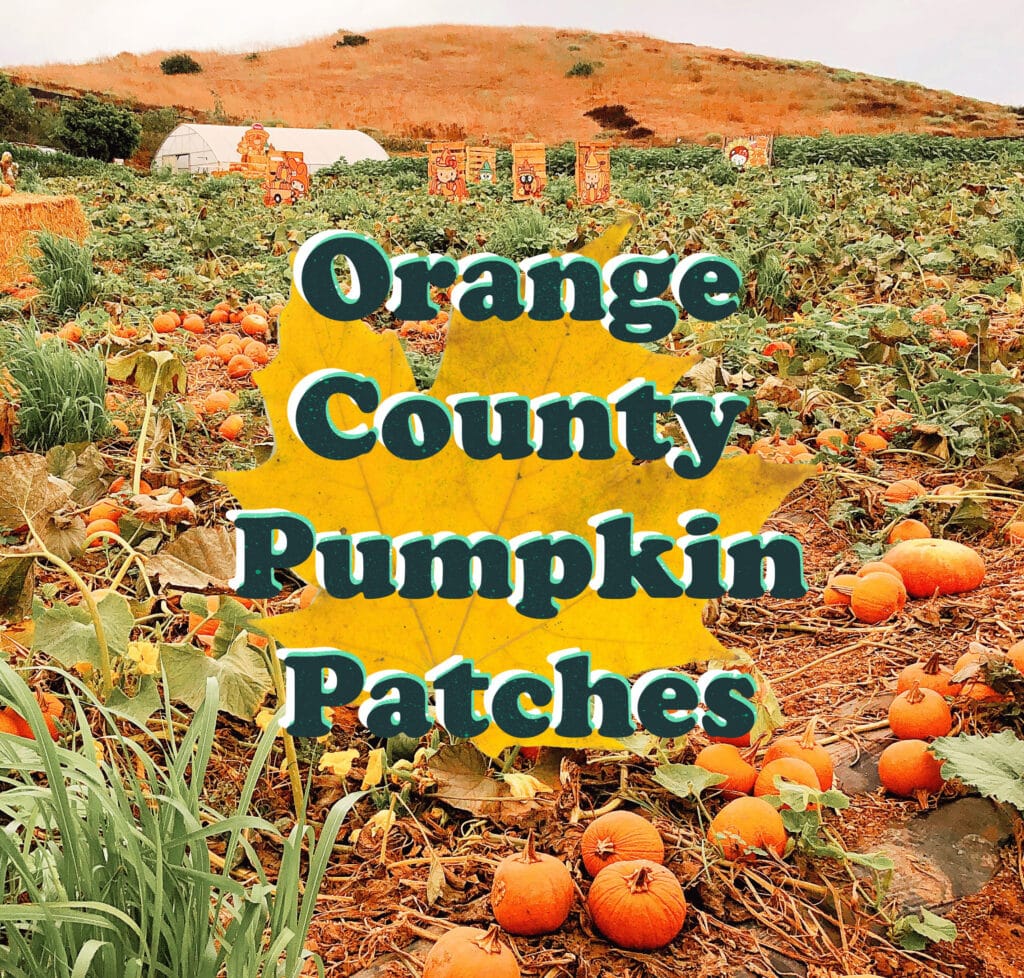 Orange County pumpkin patches - livingmividaloca.com