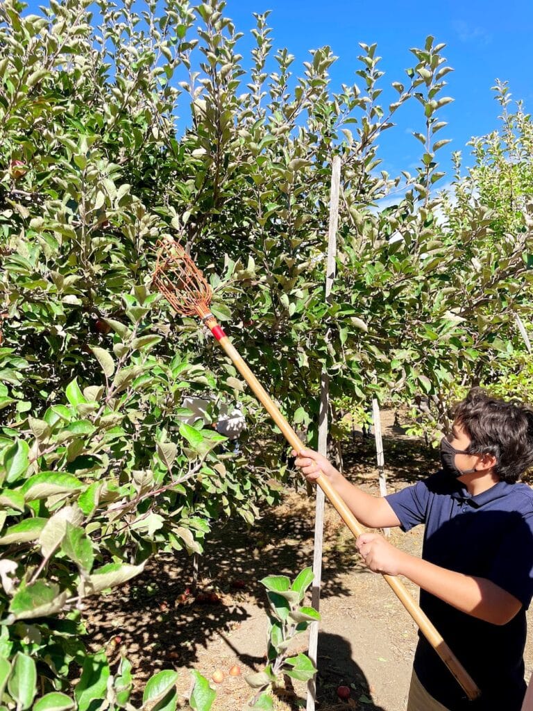 picking apples in oak glen