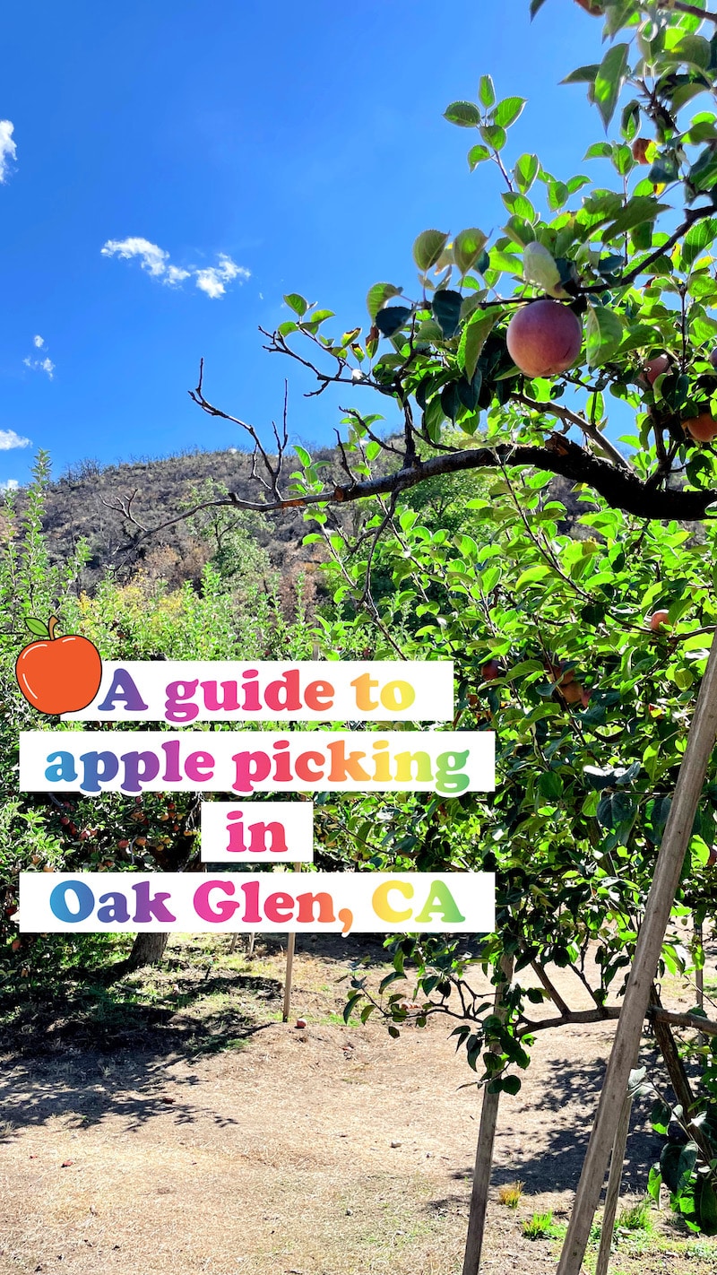 Apple picking in Oak Glen, California