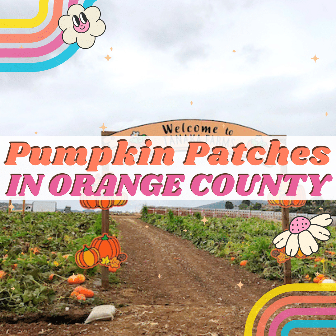 Pumpkin patches in Orange County (2024)