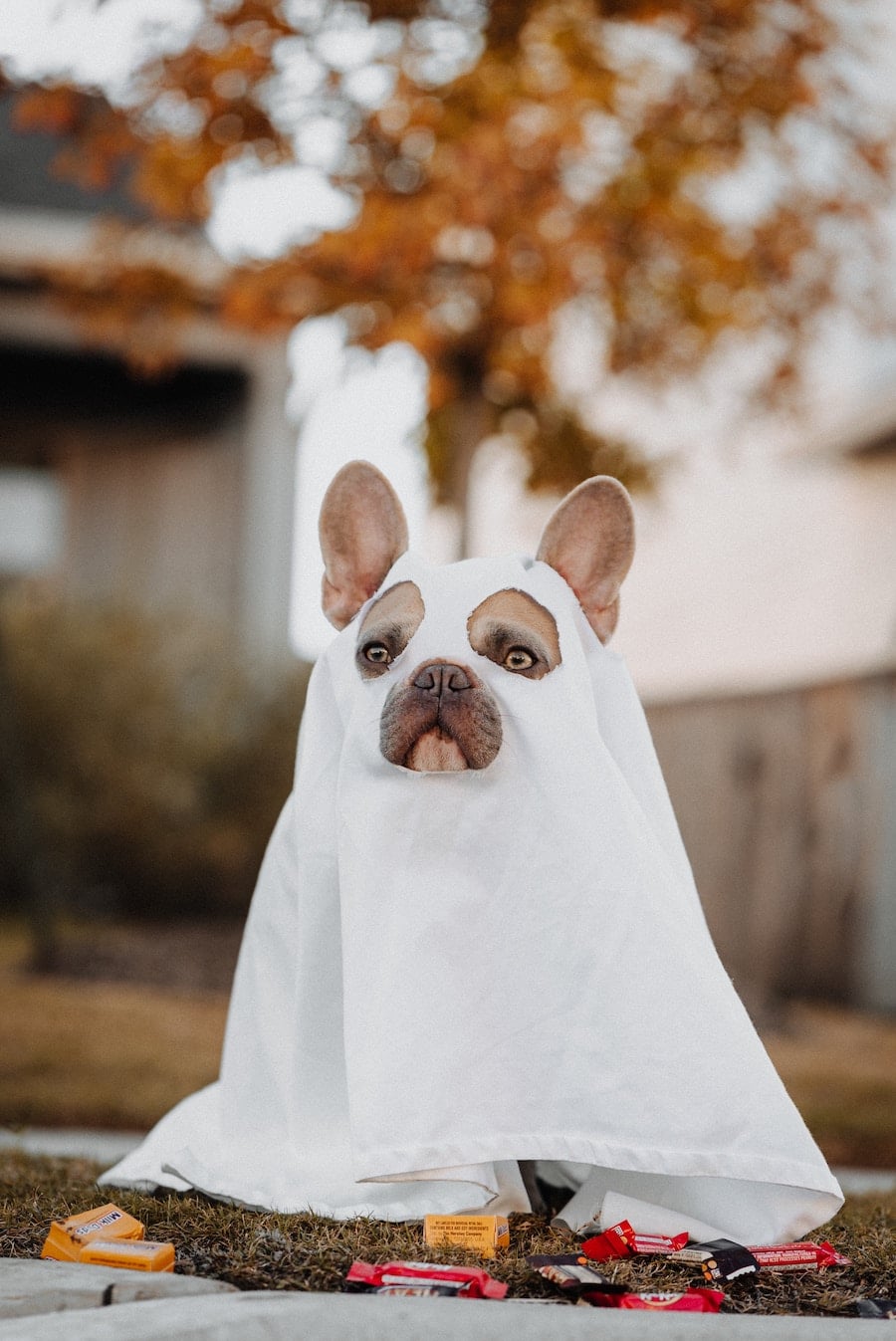 Halloween & Thanksgiving Pet Costume Parade & Contest Tickets, Sun