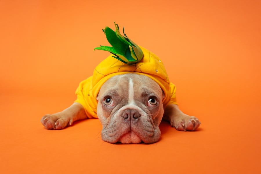 Dog Friendly Halloween Activities in Orange County