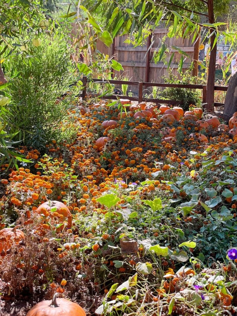 marigolds at pumpkin patch in yucaipa