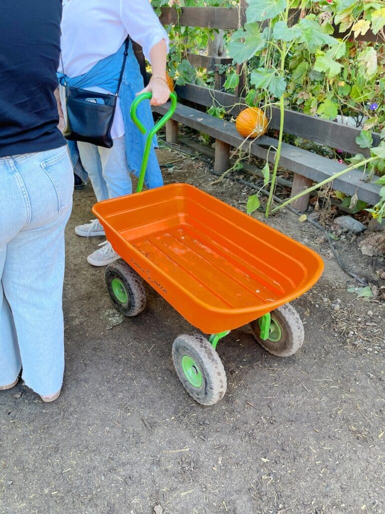 free wagon to use during live oak canyon pumpkin patch